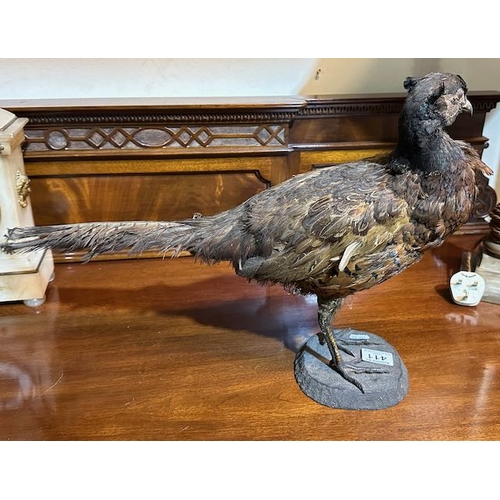 411 - Taxidermy Pheasant