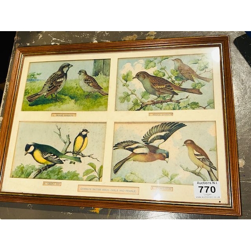 770 - Vintage Framed Common British Birds Display