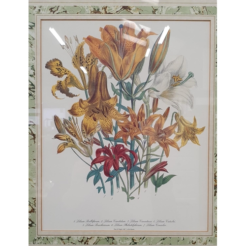 425 - Framed and Glazed botanical print of various Lilliam, 14