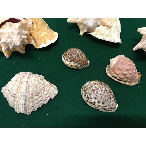 154 - Sea shells collection