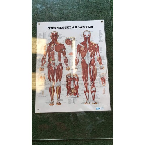 387 - 4 human body detailed medical system posters (MUST SEE ALL PICTURES TO SEE ALL POSTERS)