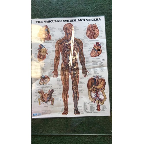 387 - 4 human body detailed medical system posters (MUST SEE ALL PICTURES TO SEE ALL POSTERS)