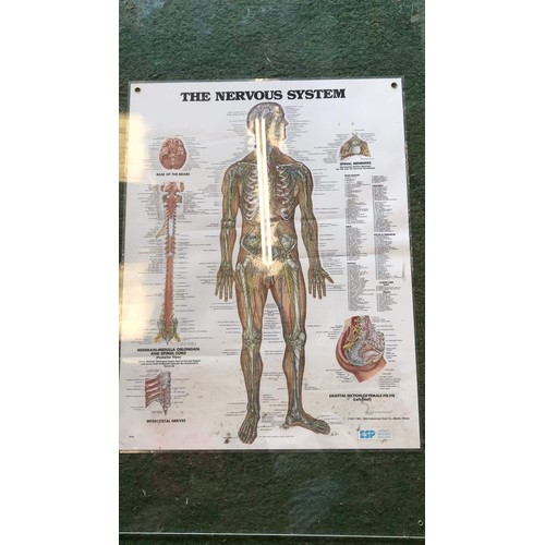 387 - 4 human body detailed medical system posters (MUST SEE ALL PICTURES TO SEE ALL POSTERS)