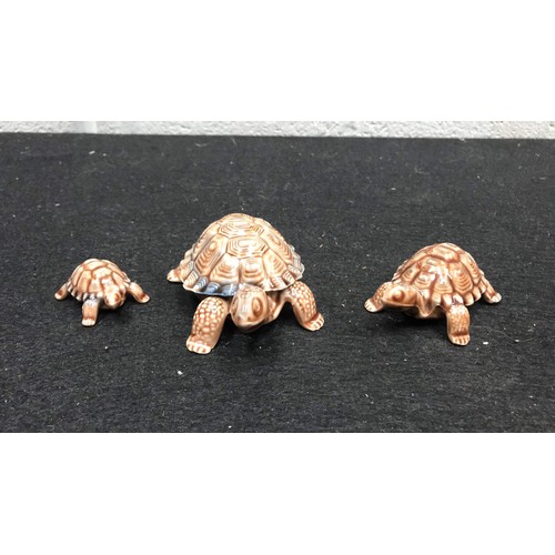 1 - WADE tortoise trio