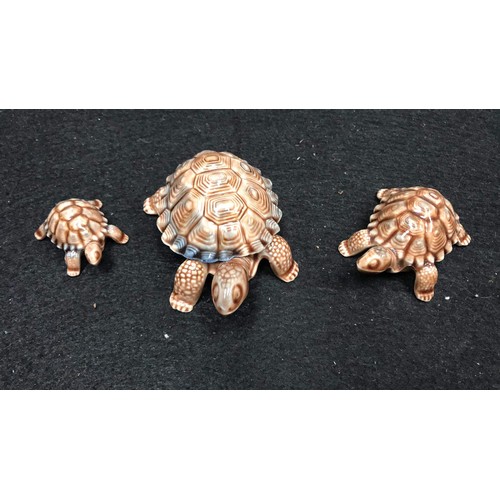 1 - WADE tortoise trio