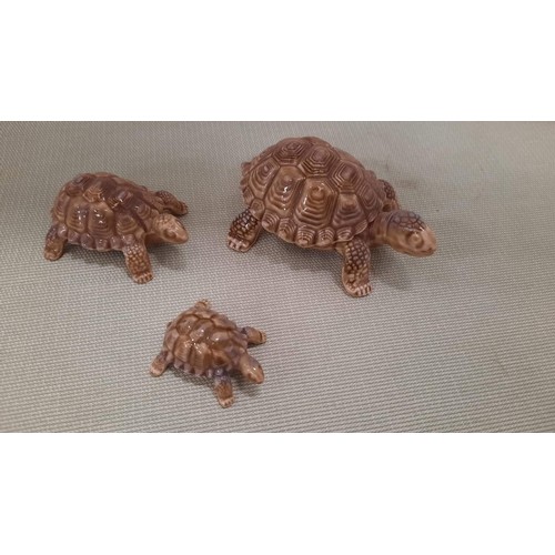 13 - Wade tortoise trio