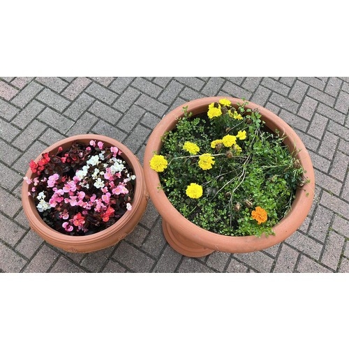 675 - TWO PLASTIC FLOWER POTS WITH FLOWERS