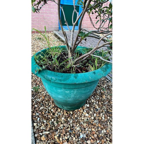 400 - LARGE POTTED BUSH