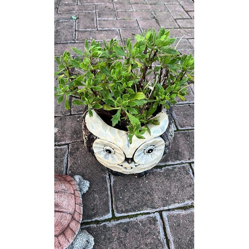 426 - OWL PLANTER AND TORTOISE