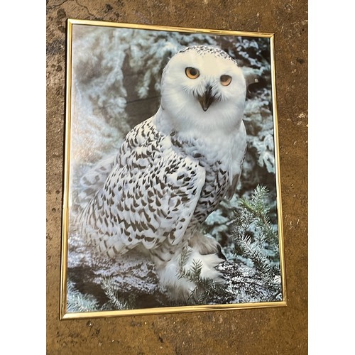 76 - QTY OF OWL RELATED ITEMS