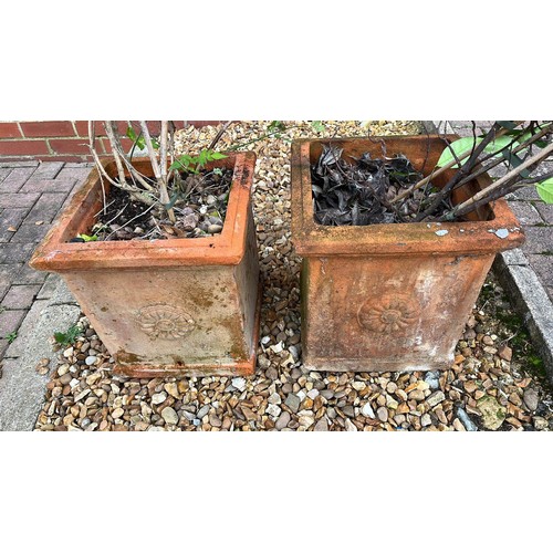 269 - TWO SQUARE TERRACOTTA PLANTERS WITH PLANTS