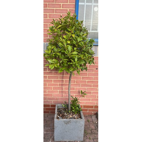 295 - SQUARE PLANTER WITH MATURE TREE