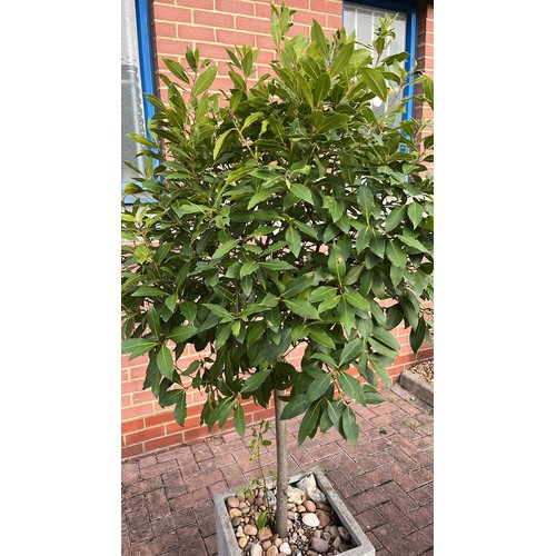 291 - SQUARE PLANTER WITH MATURE TREE