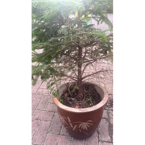 257 - LARGE GLAZED FLOWER POT WITH PINE CHRISTMAS TREE