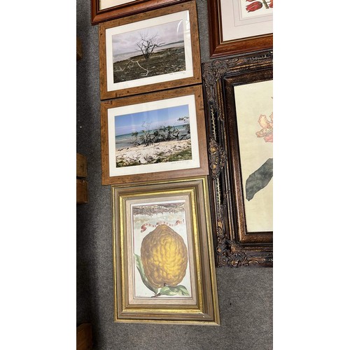 529 - QTY OF MIXED PLANT PRINTS AND FRAMES