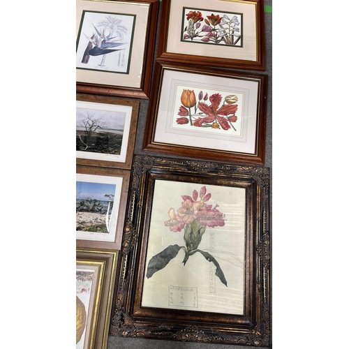 529 - QTY OF MIXED PLANT PRINTS AND FRAMES