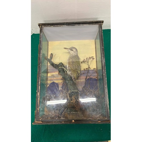 685 - GLASS CASED TAXIDERMY / CASE NEEDS WORK