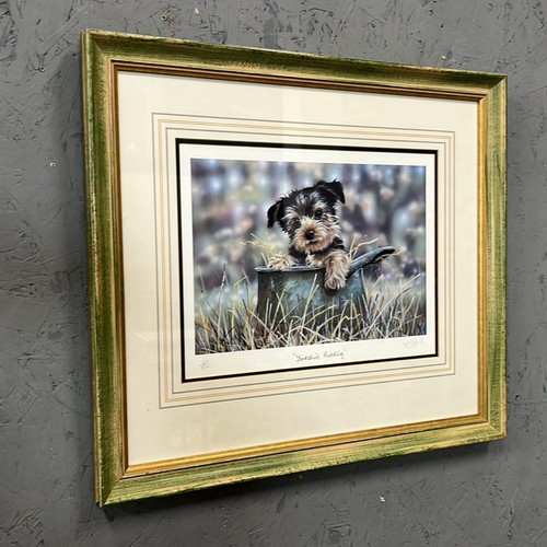 558 - LARGE FRAMED YORKSHIRE TERRIERS ( YORKSHIRE PUDDING ) PRINT