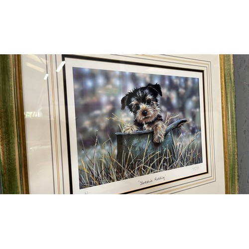 558 - LARGE FRAMED YORKSHIRE TERRIERS ( YORKSHIRE PUDDING ) PRINT