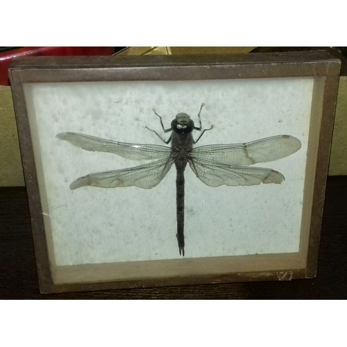 80 - Mounted and framed dragonfly, rear states caught in 1942