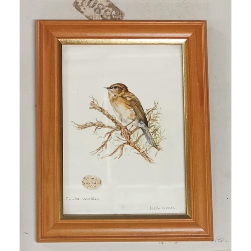 113 - Signed painting of a garden warbler and egg mounted into 17.5 x 22.5 cm light wood frame