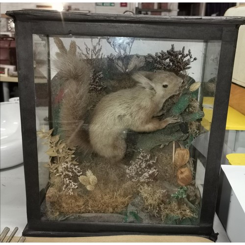 50 - Taxidermy squirrel in 33 x 19 x 36 cm tall display case