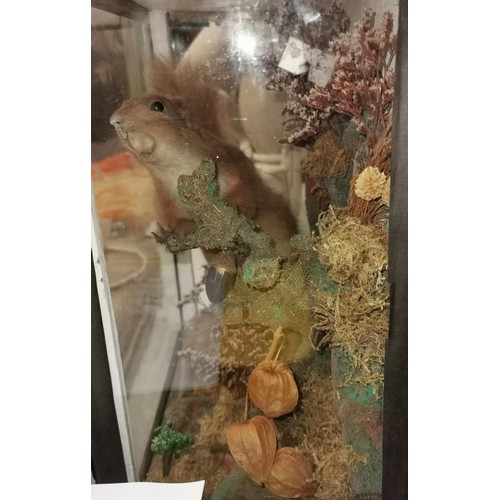 50 - Taxidermy squirrel in 33 x 19 x 36 cm tall display case