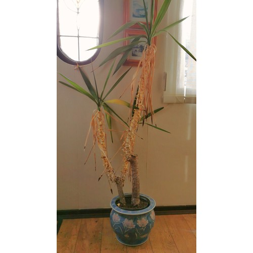 3 - Large Yukka plant in 24 cm tall oriental style pot