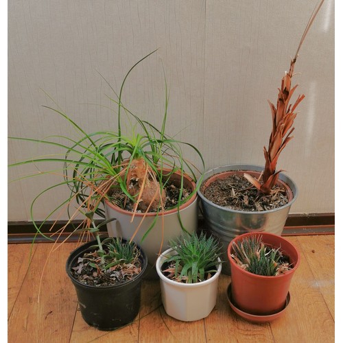 4 - Bundle of 5 x assorted potted plants including 3 x aloe