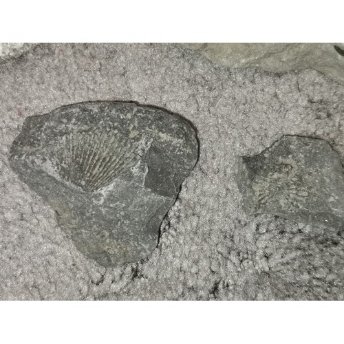 92 - 5 x assorted rock fossils