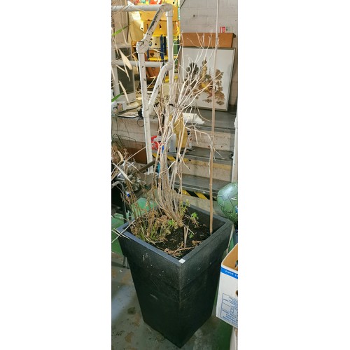 480 - 63 cm tall hard plastic pot with bush