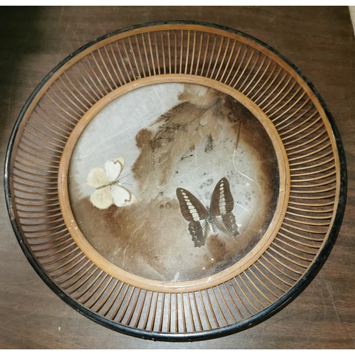 66 - 29 cm diameter tray with butterflies and dried leaves