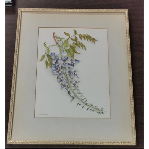 326 - 32 x 39.5 cm framed and mounted (unglazed) watercolour wisteria study by J. Nicholas