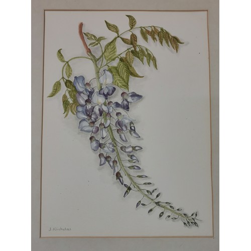 326 - 32 x 39.5 cm framed and mounted (unglazed) watercolour wisteria study by J. Nicholas