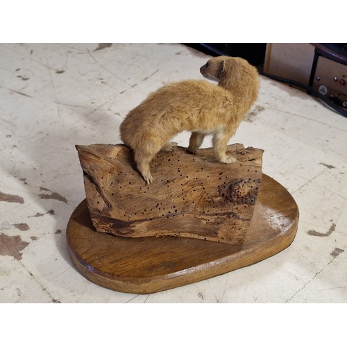 29 - Taxidermy weasel on wooden base