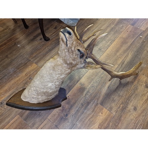 297 - Taxidermy mounted deers head with approx 23