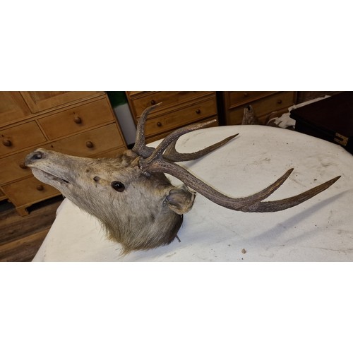 298 - Taxidermy un-mounted deers head with approx 25