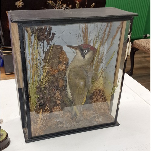 145 - Taxidermy European green woodpecker in 31.5 x 14.5 x 35.5 cm case