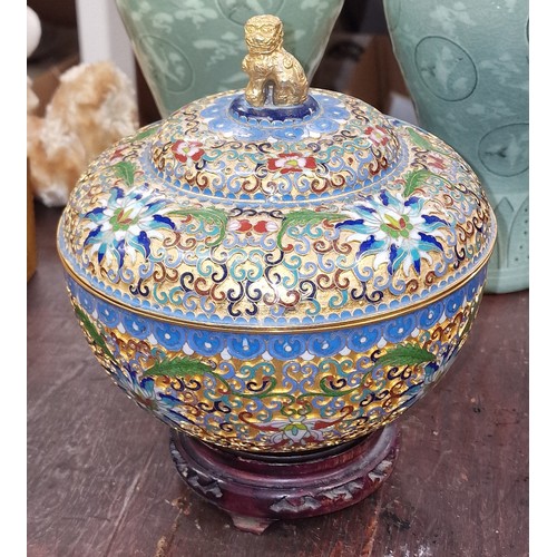 104 - 18 cm diameter and tall vintage Chinese cloisonne lidded pot with gold Foo dog top, on wooden stand