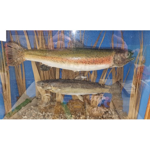 124 - Pair of taxidermy swimming trout in 15 x 7 x 12