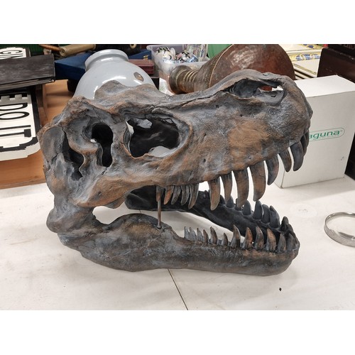 321 - 60 cm long and 36 cm tall large wall hang or free stand Tyrannosaurus Rex head skeleton