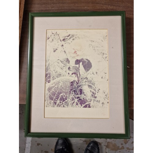 217 - 30 x 37.5 cm framed and mounted limited edition of 750 print photograph of Blesma Rose by earl of Li... 