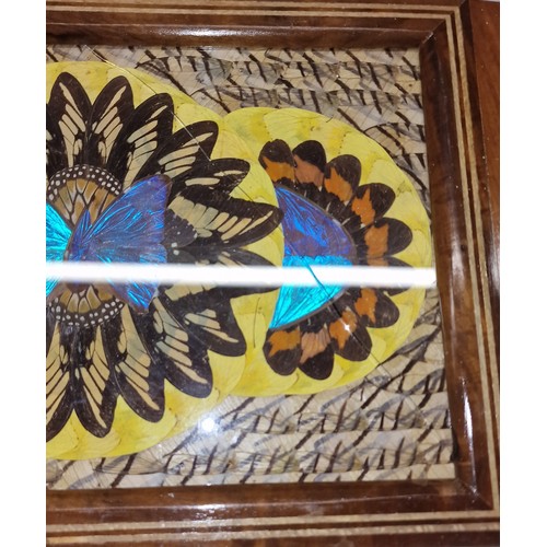 339 - 51.5 x 33 cm & 41.5 x 23 cm vintage Brazilian butterfly wing decorated trays, smaller with crack on ... 