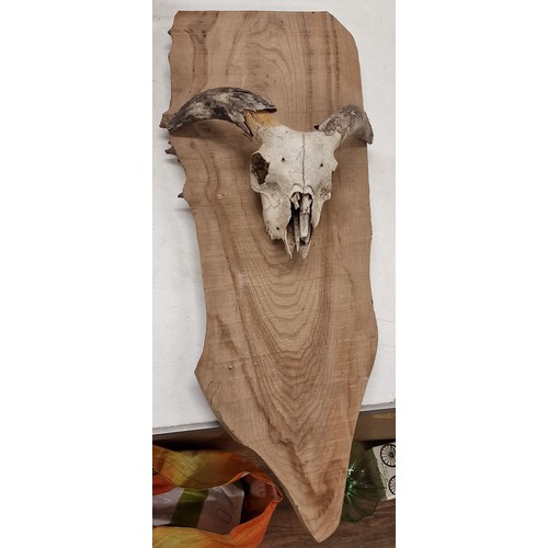 392 - Goat skeleton and horns on 2 ft wooden slice