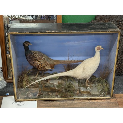424 - Approximately 90 x 66 cm large and rare Albino pheasant and other pheasant antique cased taxidermy