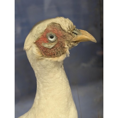 424 - Approximately 90 x 66 cm large and rare Albino pheasant and other pheasant antique cased taxidermy