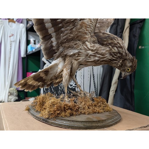 321 - Uncased but very good taxidermy buzzard with kill