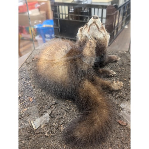 423 - Taxidermy polecat in 42 x 35 x 34cm case