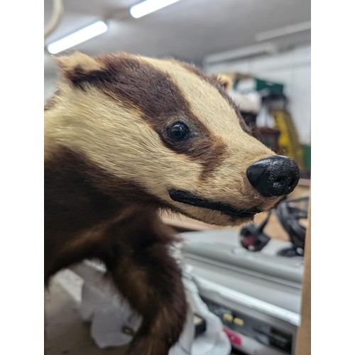 106 - Taxidermy adult badger on composite stand by Portraits of Nature Taxidermy (Mark Williams)