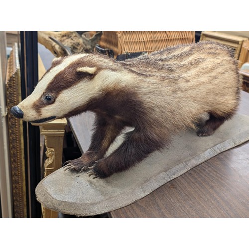 106 - Taxidermy adult badger on composite stand by Portraits of Nature Taxidermy (Mark Williams)